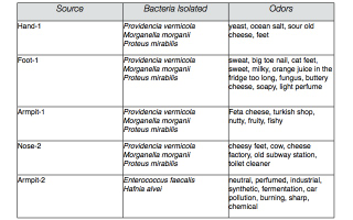 Illustration for article titled What does cheese made from armpit and nose bacteria smell like?